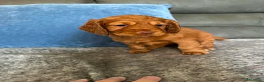 Cocker Spaniel 1