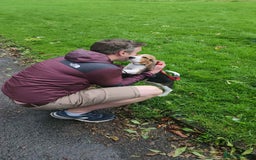 Beagle dogs for stud: Pedigree Beagle for Stud in Aldershot - Image 16
