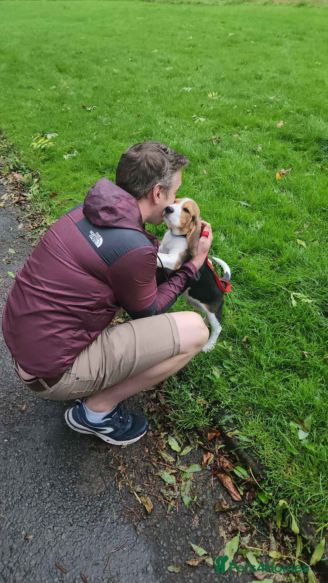 Beagle dogs for stud: Pedigree Beagle for Stud in Aldershot - Image 16