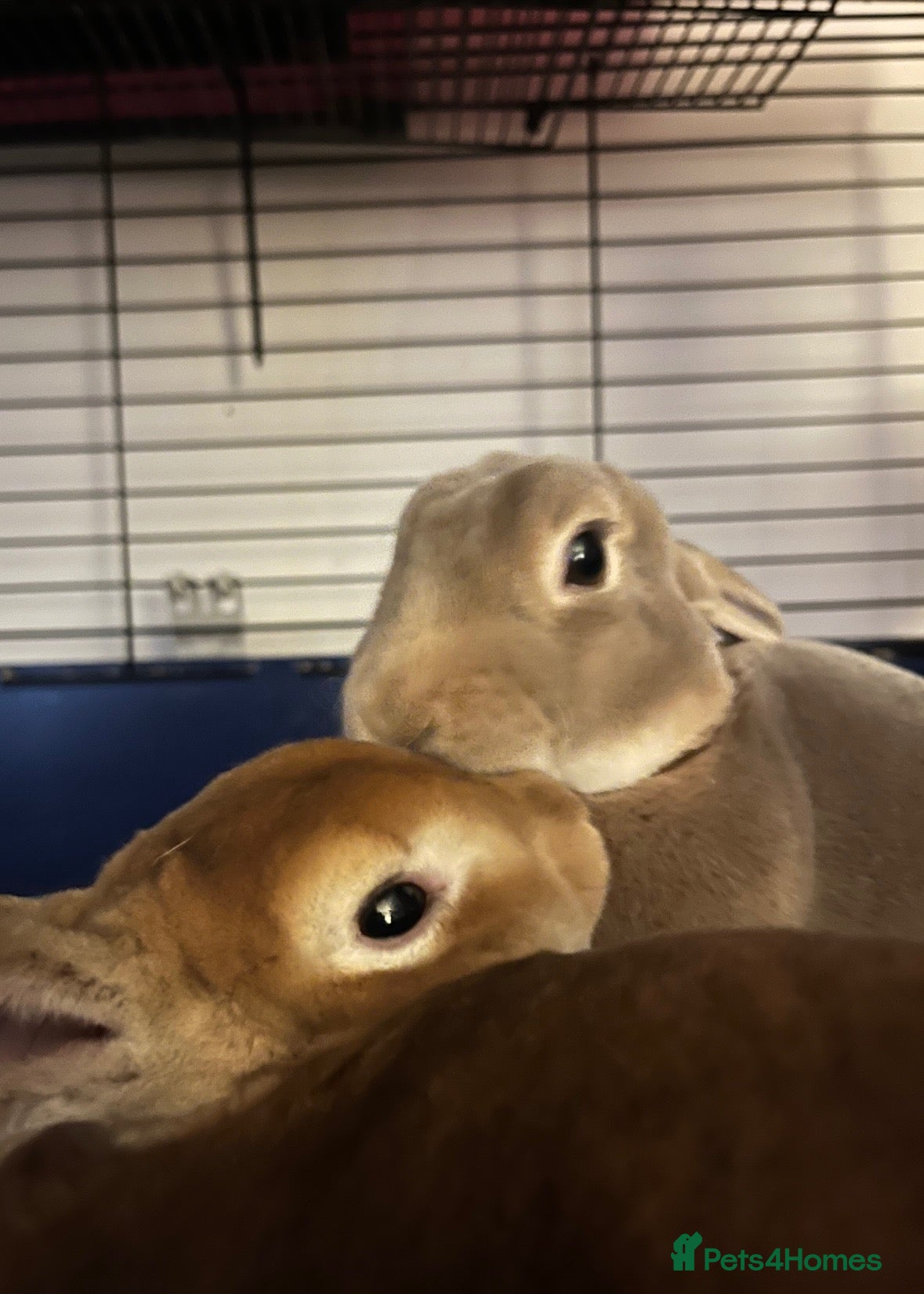 Rex rabbits Loving home wanted two bonded Mini Rex rabbits  - Advert 3