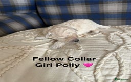 Poochon dogs for sale: Beautiful Poochon Puppies – Ready for Viewing - Image 16