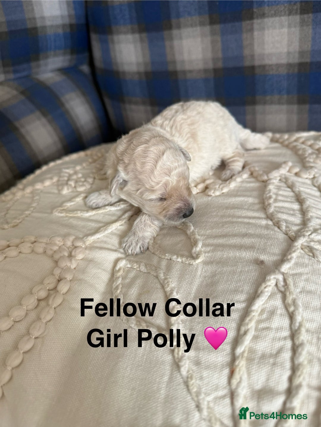 Poochon dogs for sale: Beautiful Poochon Puppies – Ready for Viewing - Image 16
