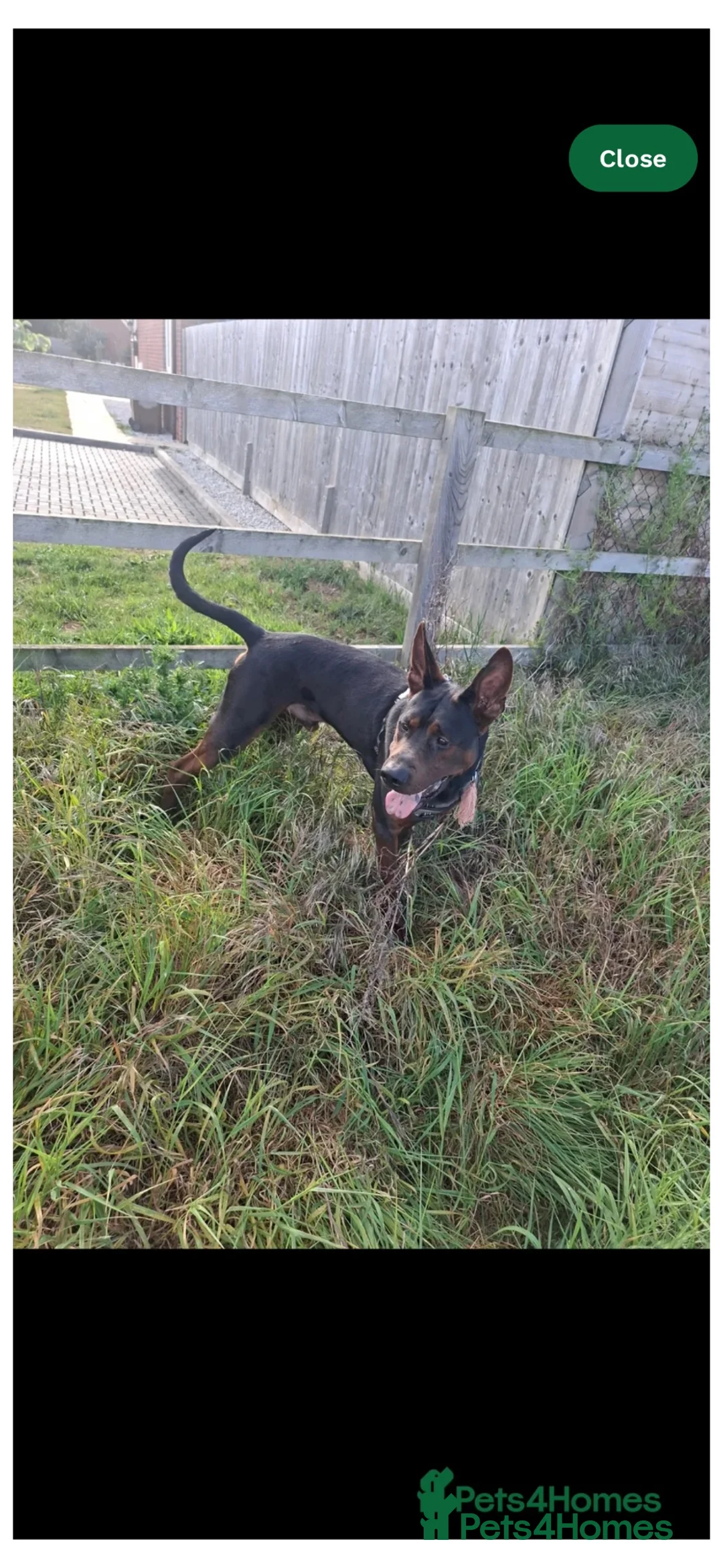 Chinese Red Dog dogs for sale: Big Handsome Boy for sale - TYSON 💔 - Advert 2
