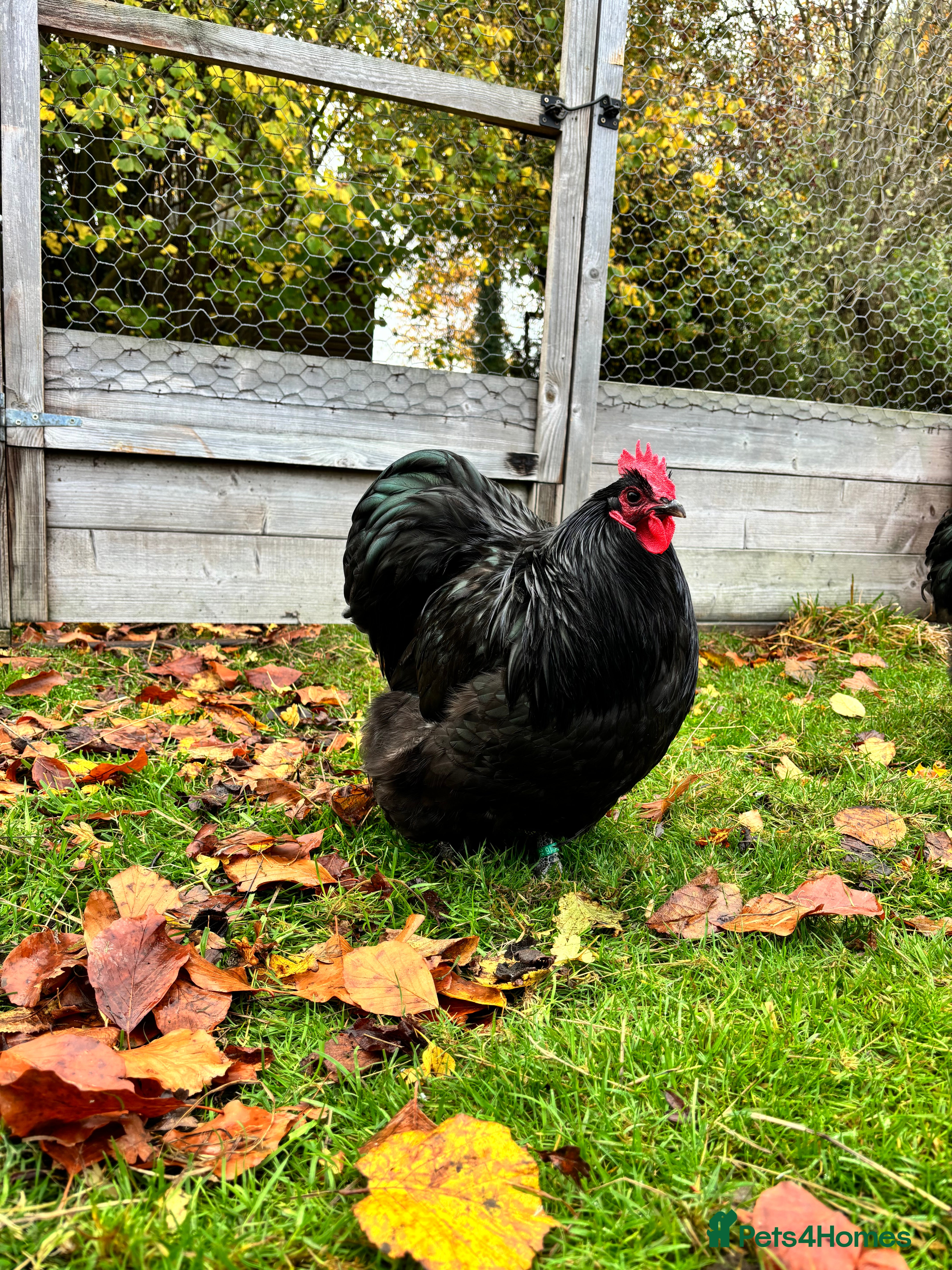 Chickens poultry Trio of Bantam Orpington’s  - Advert 11