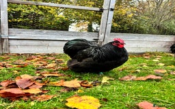 Chickens poultry for sale: Trio of Bantam Orpington’s  - Image 1