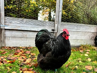 Chickens poultry - Advert 3