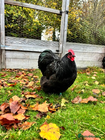 Chickens poultry - Advert 1