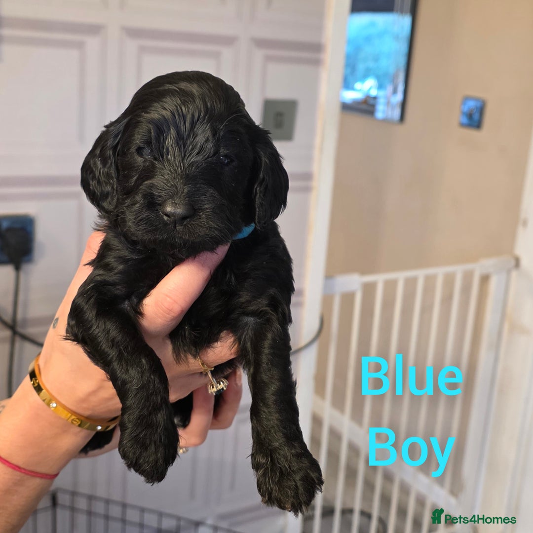 Cockapoo dogs for sale: Cockapoo Puppies - Advert 5