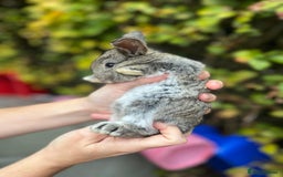 Mini Lop rabbits for sale: Mini Lop Baby Bunnies  - Image 10
