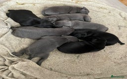 Staffordshire Bull Terrier dogs for sale: Chunky Staffy puppies excellent bloodline - Image 5