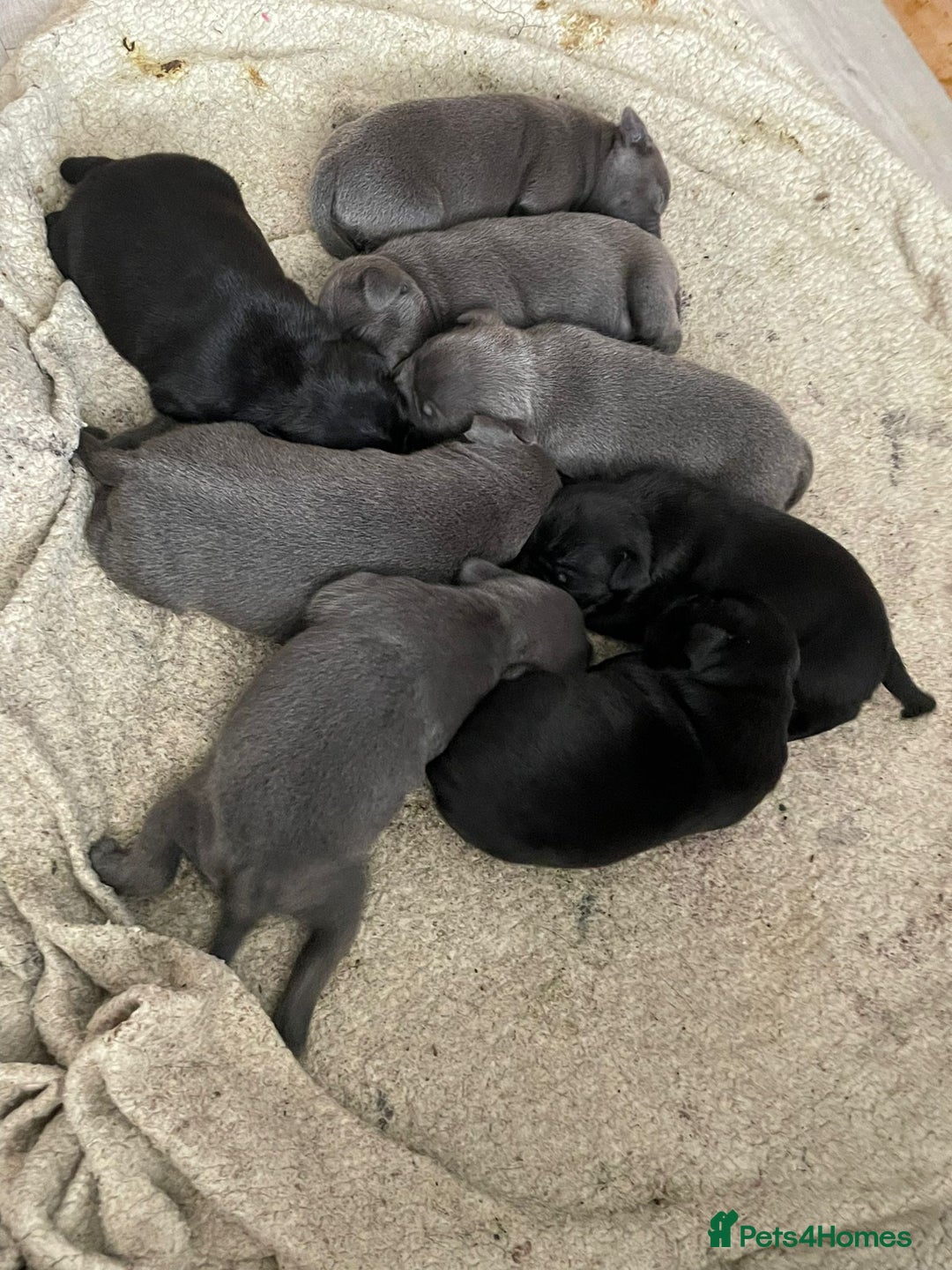 Staffordshire Bull Terrier dogs for sale: Chunky Staffy puppies excellent bloodline - Image 5