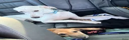 Mixed Breed dogs for sale: Saluki & saluki greyhound (not related) - Advert 6