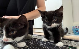 Mixed Breed cats for sale: Kittens mixed breed - Image 2