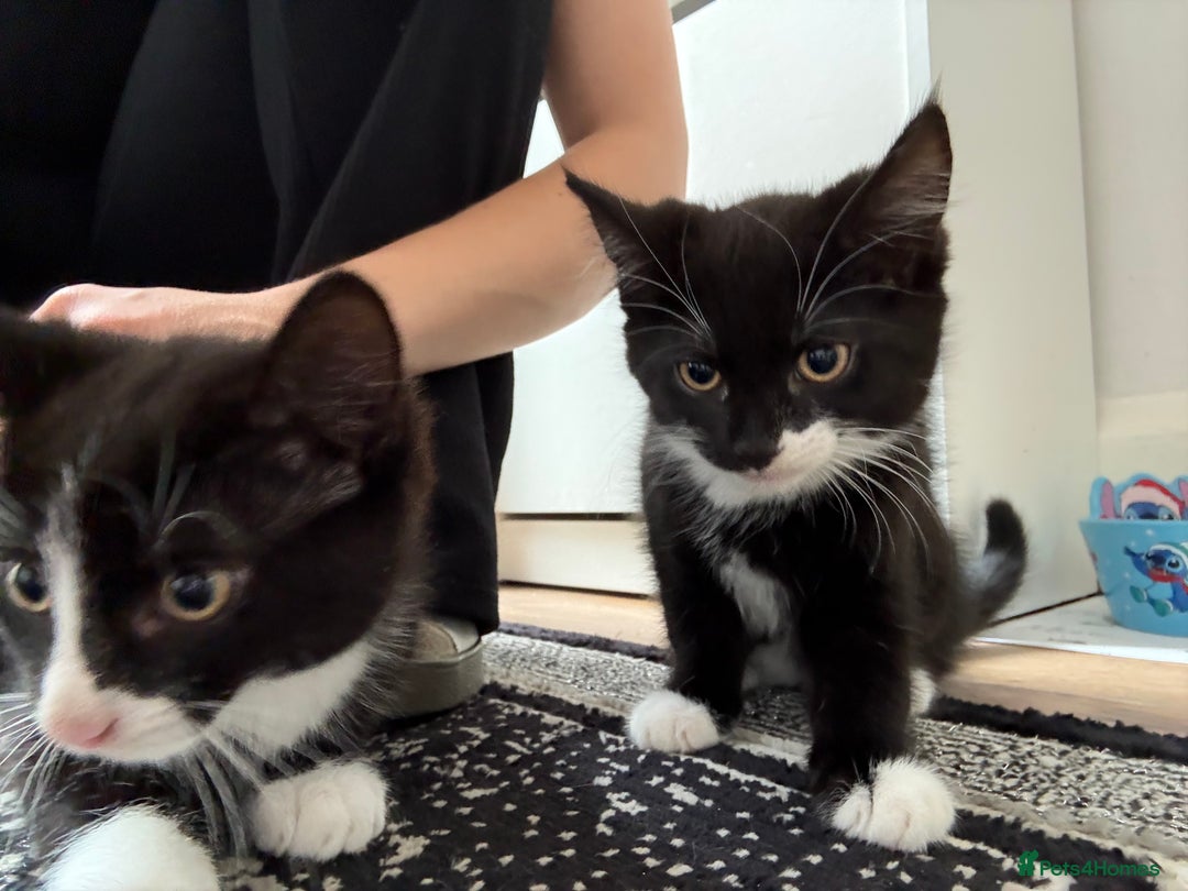 Mixed Breed cats for sale: Kittens mixed breed - Image 2