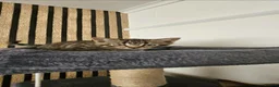 Mixed Breed cats for sale: 3 boys dorm sale in Penzance - Advert 2