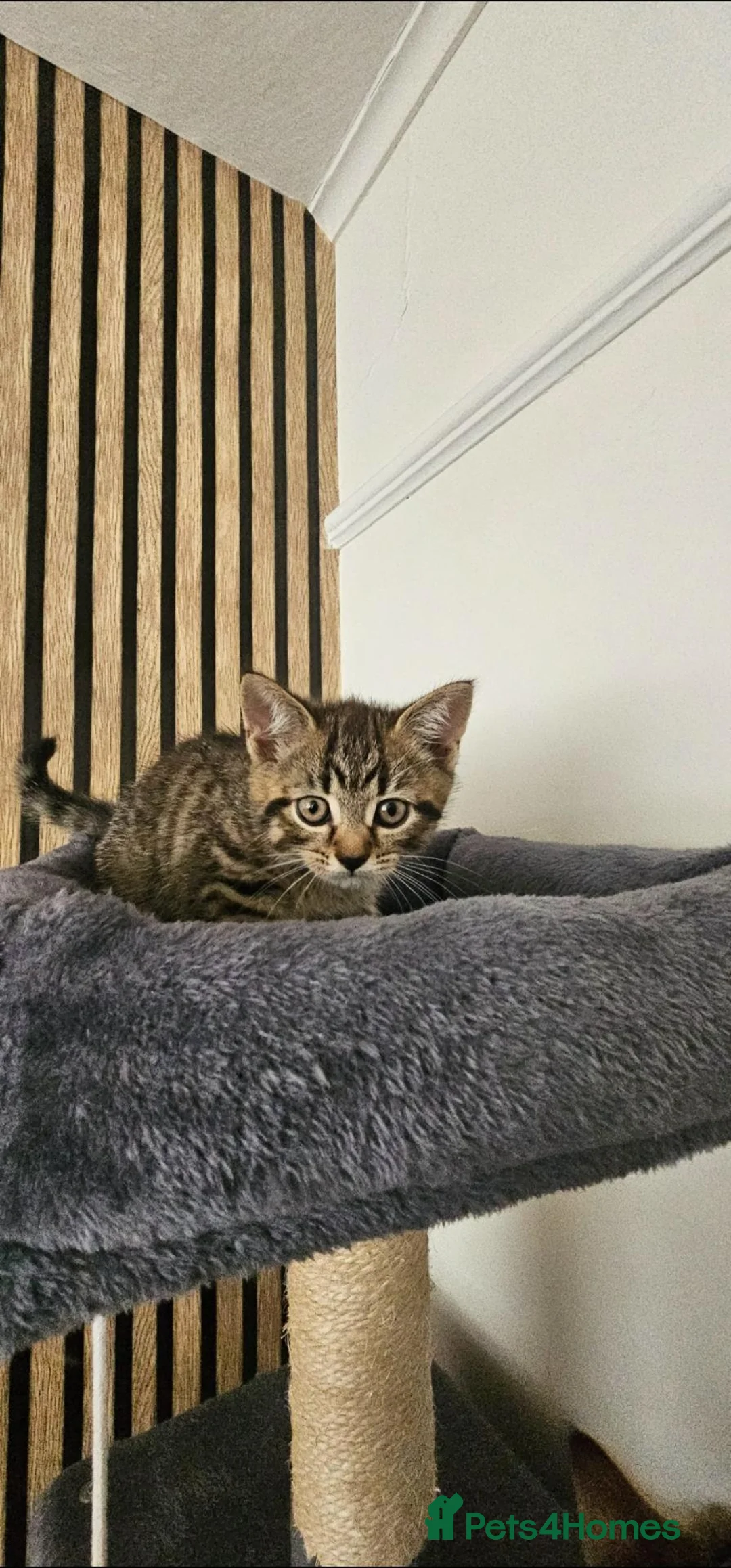 Mixed Breed cats for sale: 3 boys dorm sale in Penzance - Advert 2