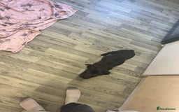 Mixed Breed dogs for sale:  male cane Corso and Staffield bullterrier mix - Image 2