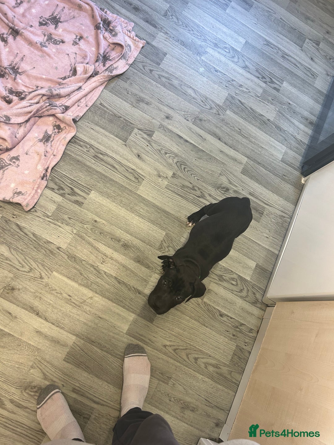 Mixed Breed dogs for sale:  male cane Corso and Staffield bullterrier mix - Image 2