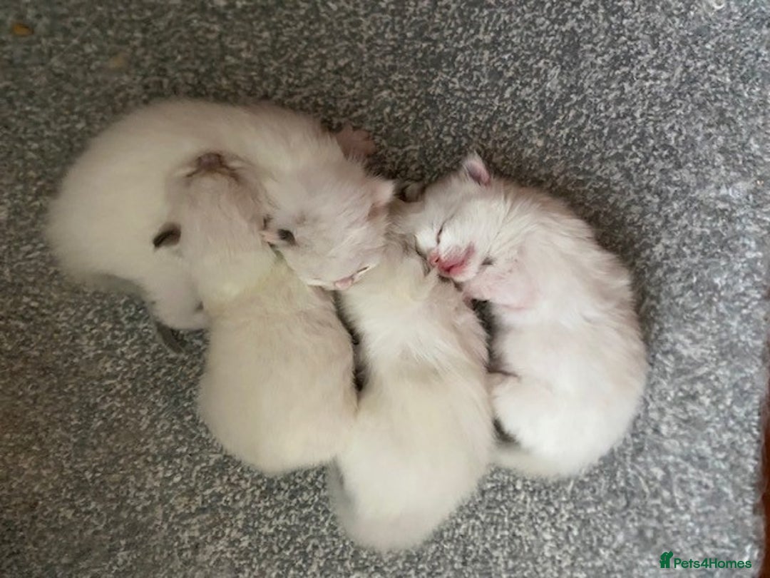Ragdoll cats for sale: TICA REGISTERED PUREBRED RAGDOLL KITTENS AVAILABLE - Advert 2