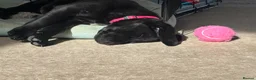 Labrador Retriever dogs for sale: Carefully Planned Labrador Litter in Henley-on-Thames - Advert 4