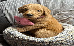 Goldendoodle dogs for sale: F1B Goldendoodle Puppies from a Therapy Dog - Image 6