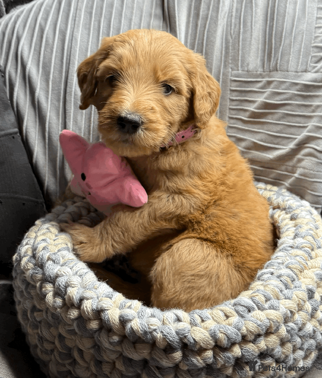 Goldendoodle dogs for sale: F1B Goldendoodle Puppies from a Therapy Dog - Image 6