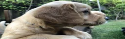 Golden Retriever dogs for sale: KC Reg Dark Red Golden Retriever-100% DNA Tested - Advert 24