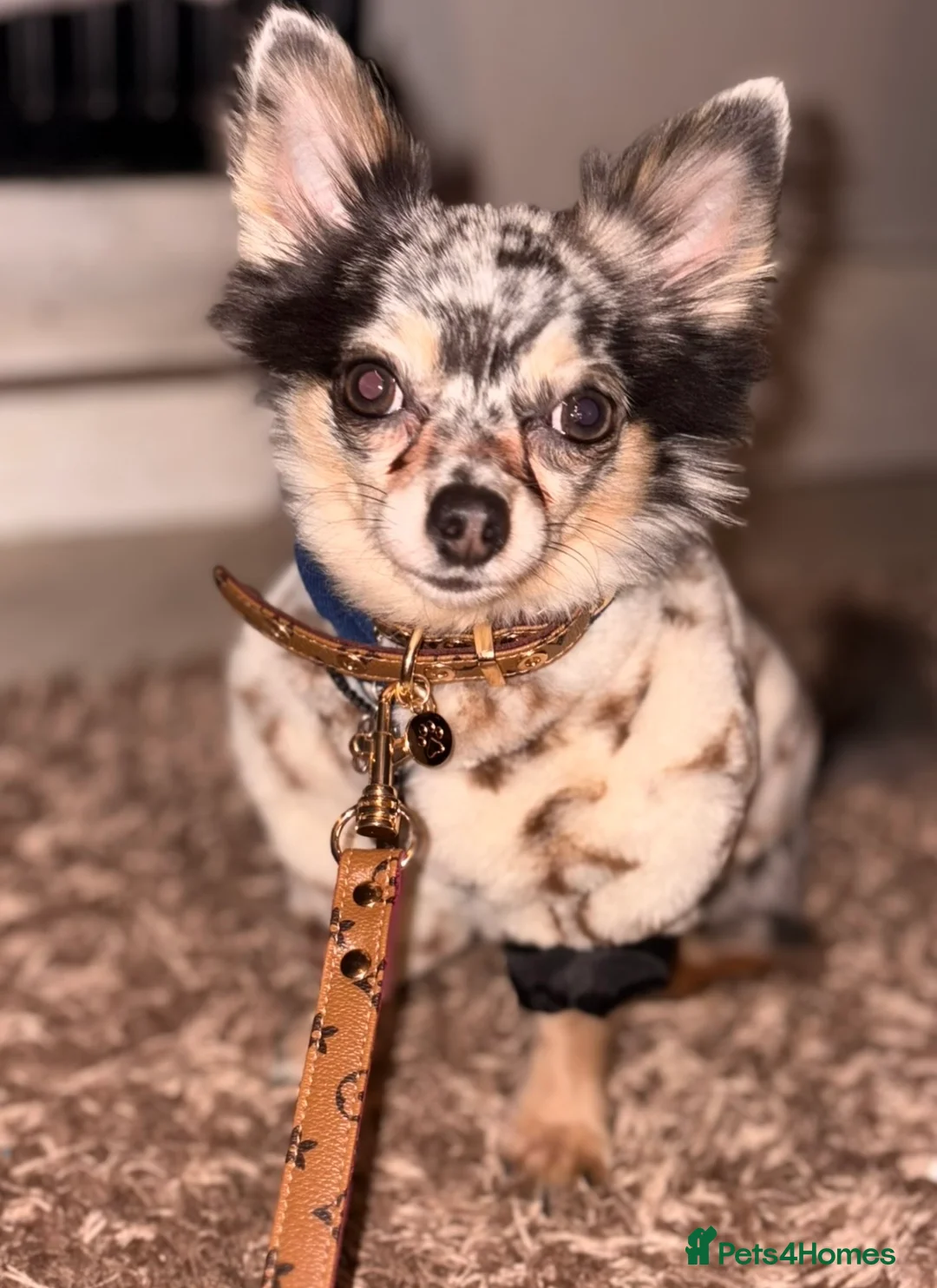 Gallery Image {{count}}