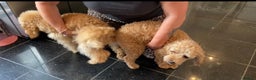 Toy Poodle dogs for stud: Famously known Toy Poodle Stud in Swindon - Advert 7