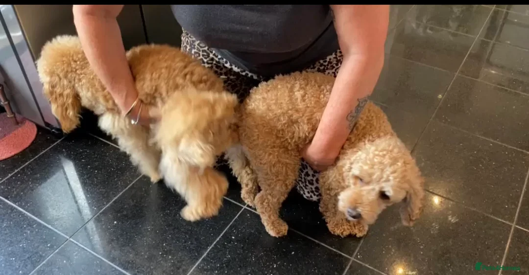 Toy Poodle dogs for stud: Famously known Toy Poodle Stud in Swindon - Advert 7