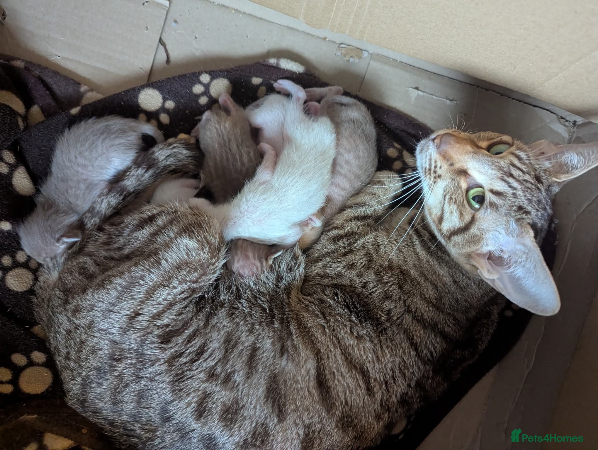 Oriental cats for sale: Ready now! Stunning spotty boy - Advert 2