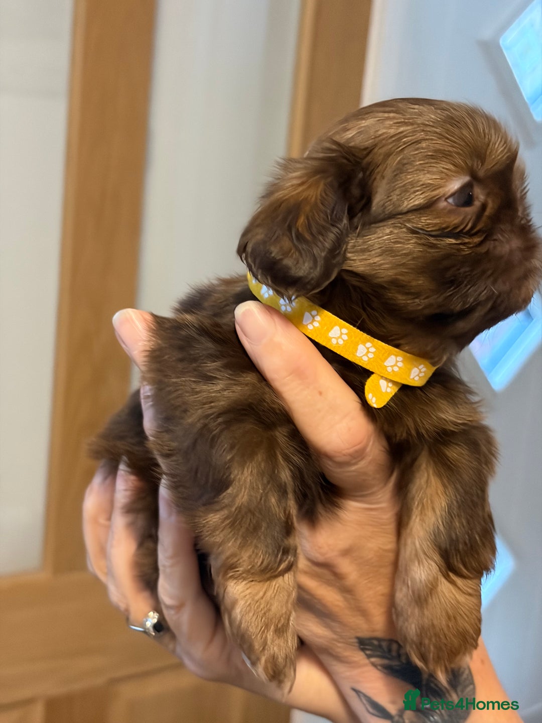 Shih Tzu dogs for sale: Imperial Shih Tzu  - Advert 14