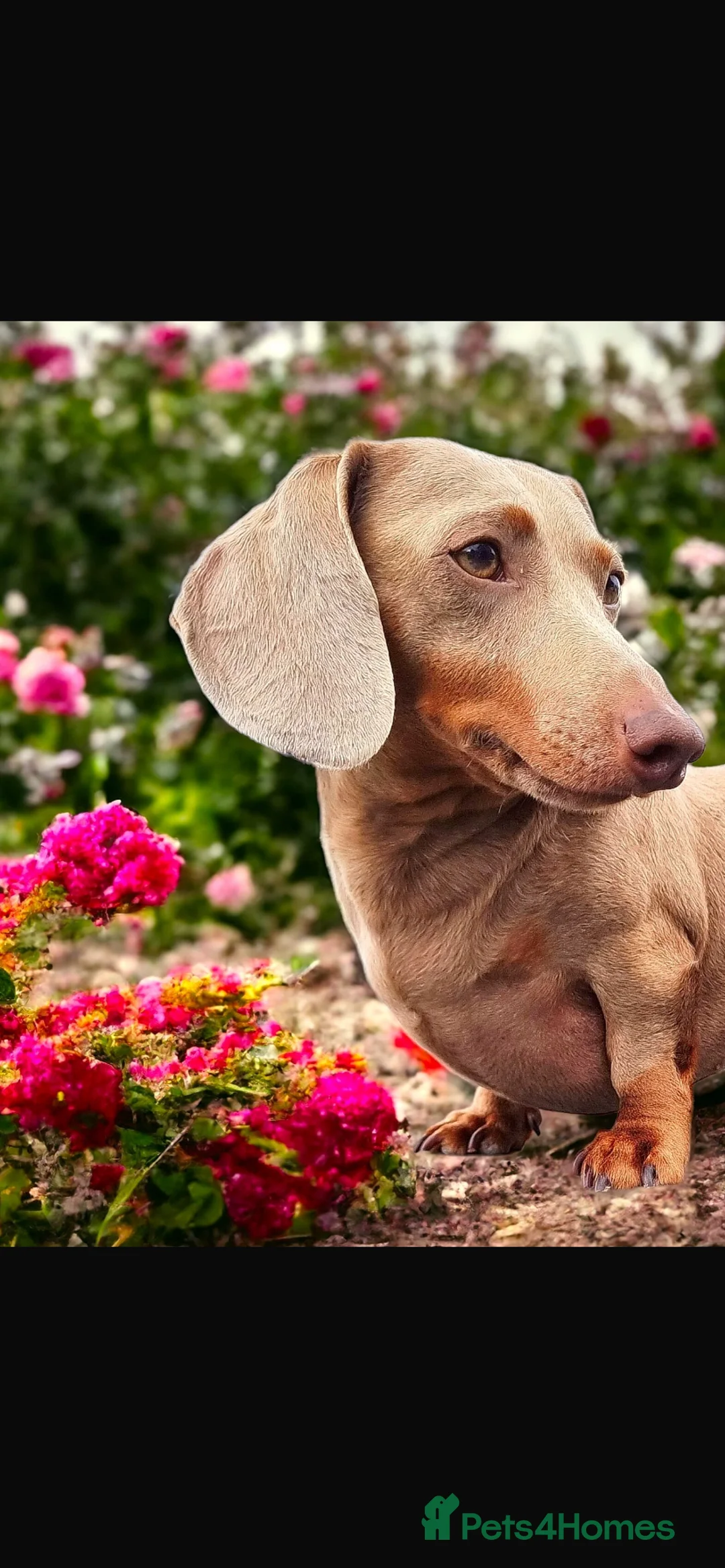 Miniature Dachshund dogs for sale: Miniature Dachshund last puppie 🏠  - Advert 5