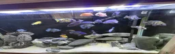 Cichlids fish for sale: Fish tank full set up  - Advert 3