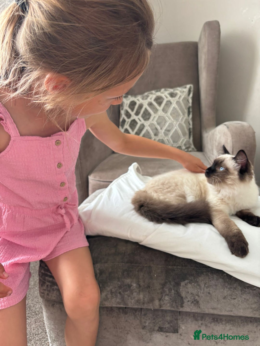 Ragdoll cats for sale: 17 week old male ragdoll kitten - Image 3
