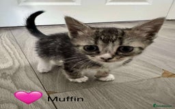 Domestic Shorthair cats for sale: Tuxedo and Tabby and White Kittens - Image 5