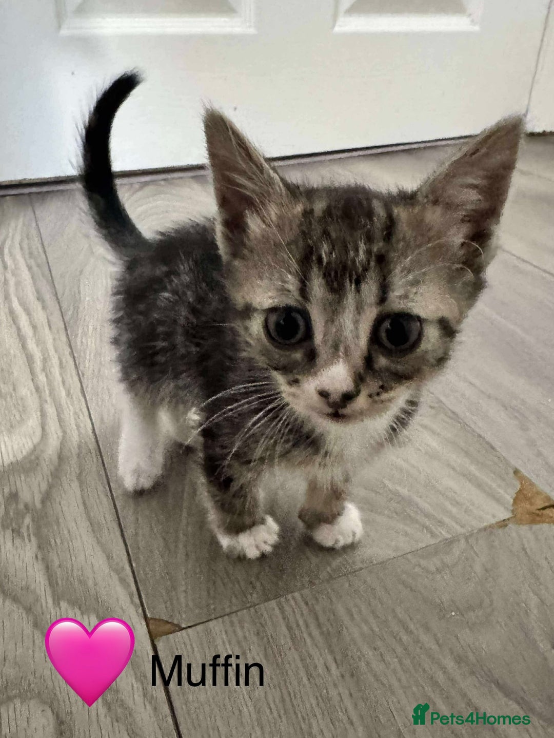 Domestic Shorthair cats for sale: Tuxedo and Tabby and White Kittens - Image 5