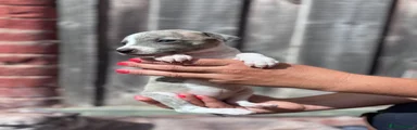 Whippet 7
