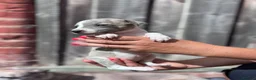 Whippet dogs for sale: Beautiful chunky KC blue fawn brindle whippet pups in Market Harborough - Advert 19