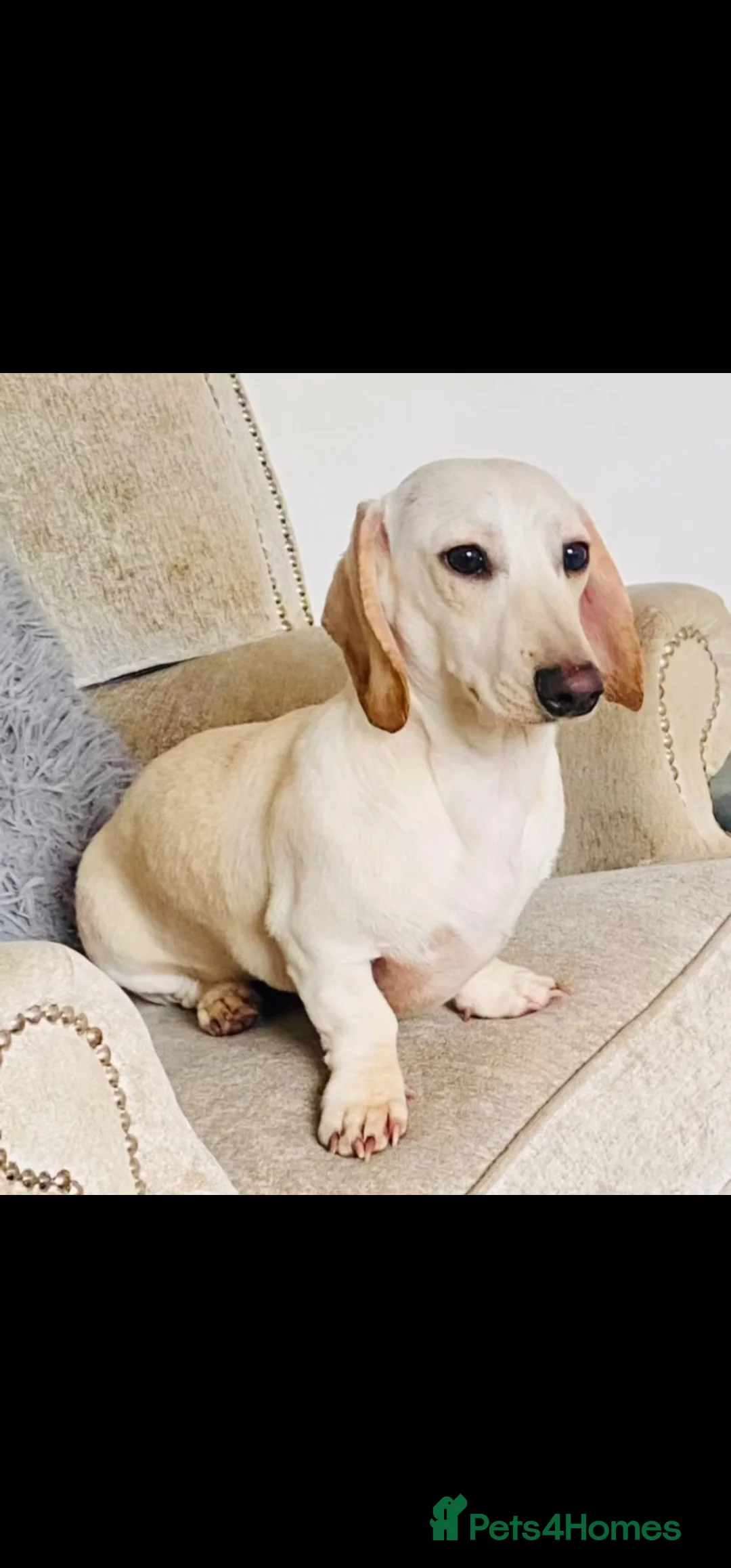 Miniature Dachshund dogs for sale: ⭐️⭐️⭐️⭐️⭐️ CREAM INTENSITY MINIDACHSHUND KCREG🐾❤️ - Advert 15