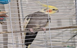 Cockatiels birds for sale: A male cockateil with a cage.NOT TAMED. - Image 3