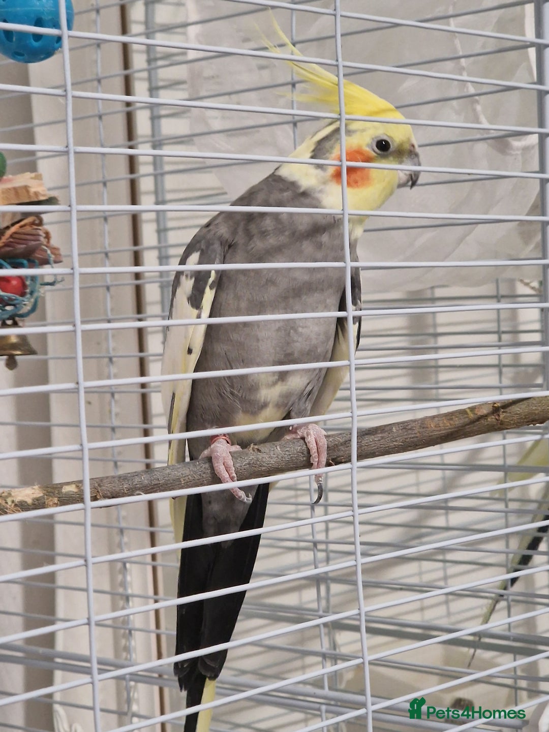 Cockatiels birds for sale: A male cockateil with a cage.NOT TAMED. - Image 3