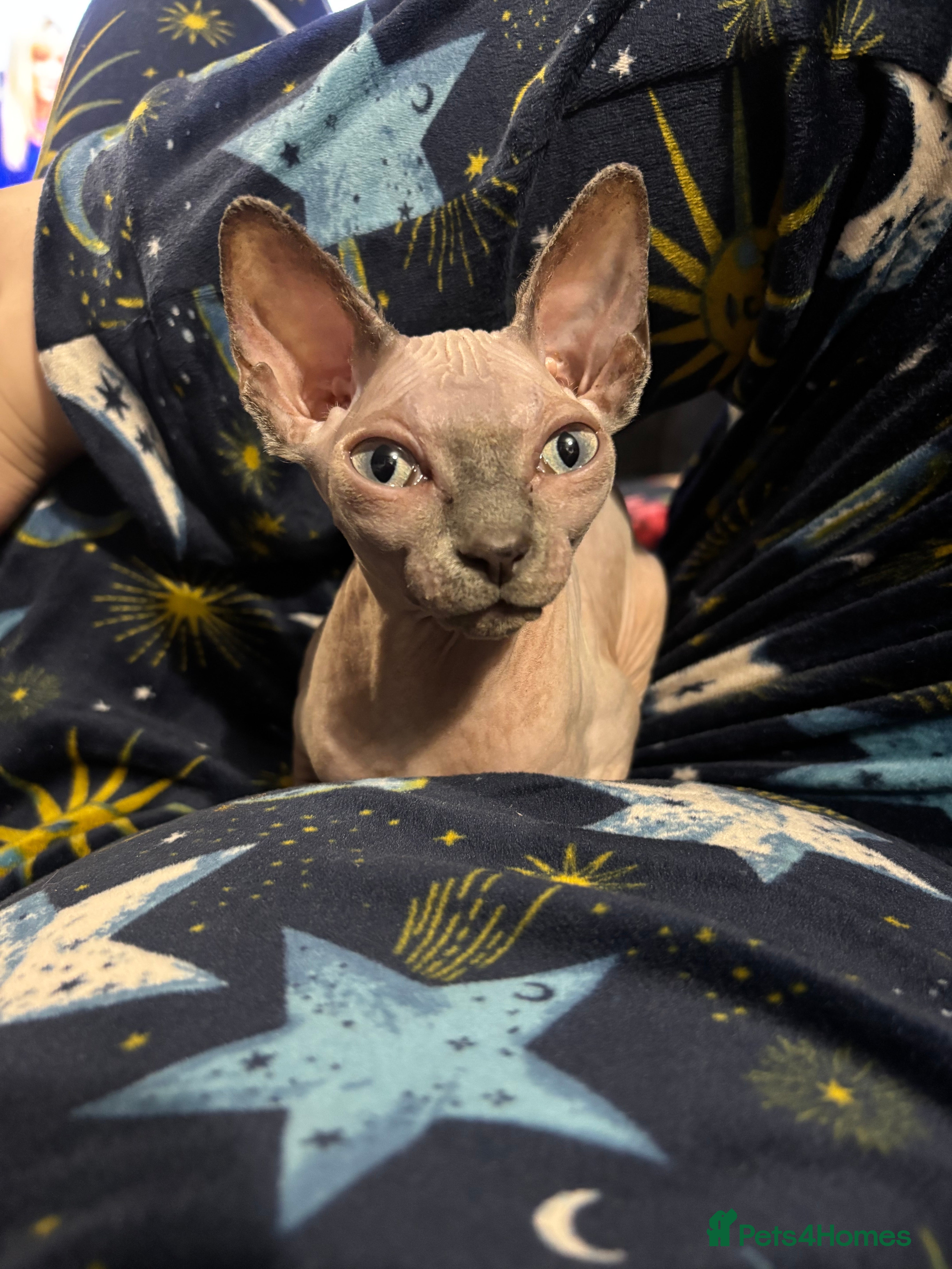 Sphynx cats Sphynx Kitten - Advert 17