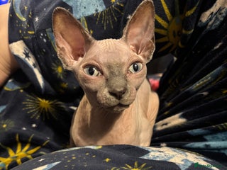 Sphynx cats Sphynx Kitten - Advert 17