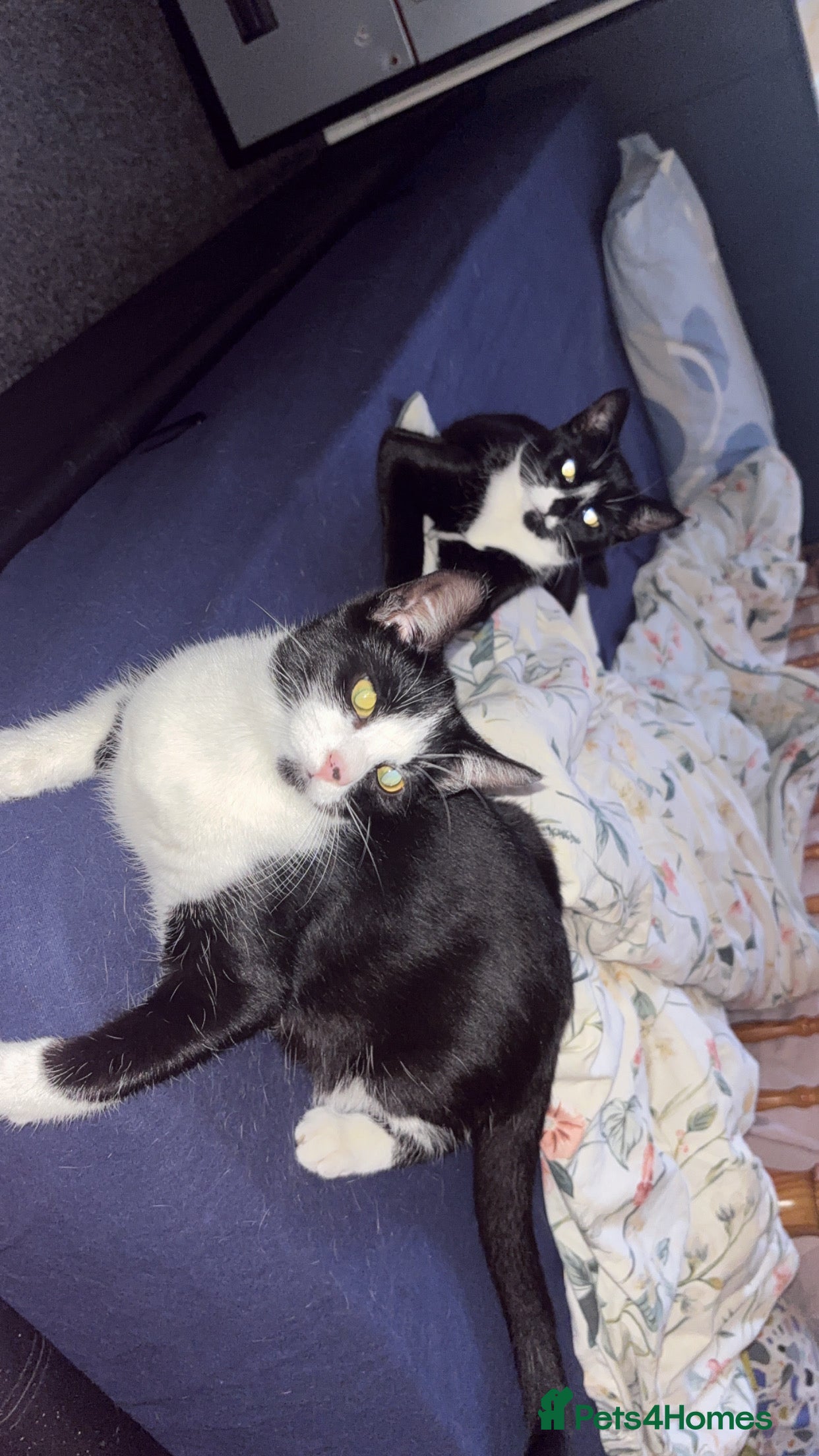 Mixed Breed cats 6 kittens looking for a forever home  - Advert 3