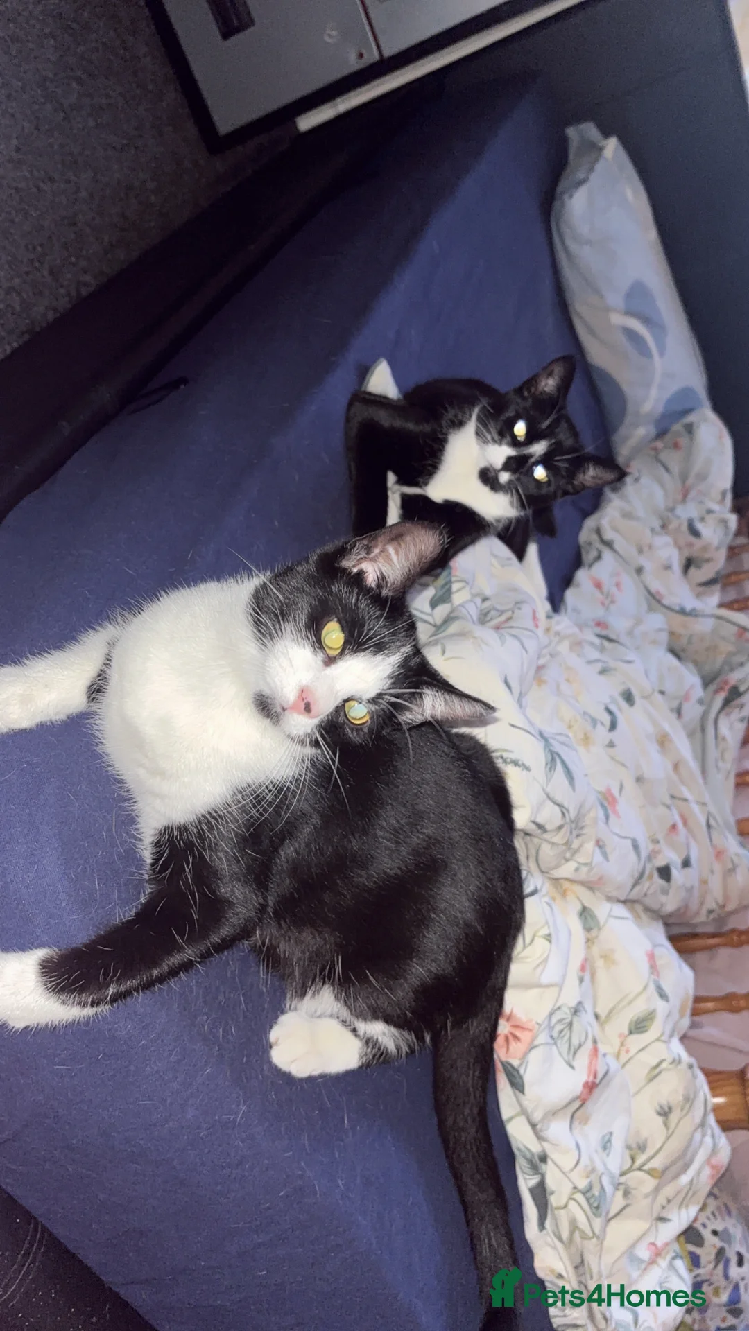 Mixed Breed cats for sale: 6 kittens looking for a forever home  - Advert 1