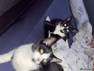 Mixed Breed cats 6 kittens looking for a forever home - Advert 3