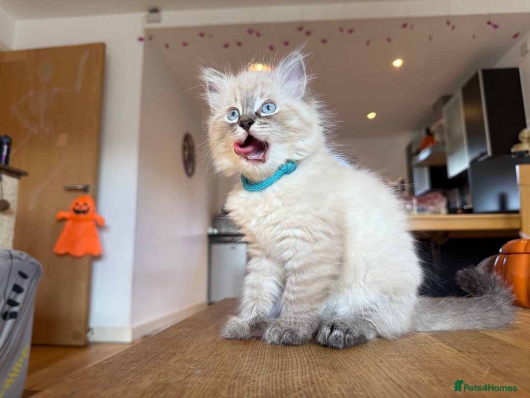 Ragdoll cats for sale: Ragdoll Kittens for Sale - Image 23