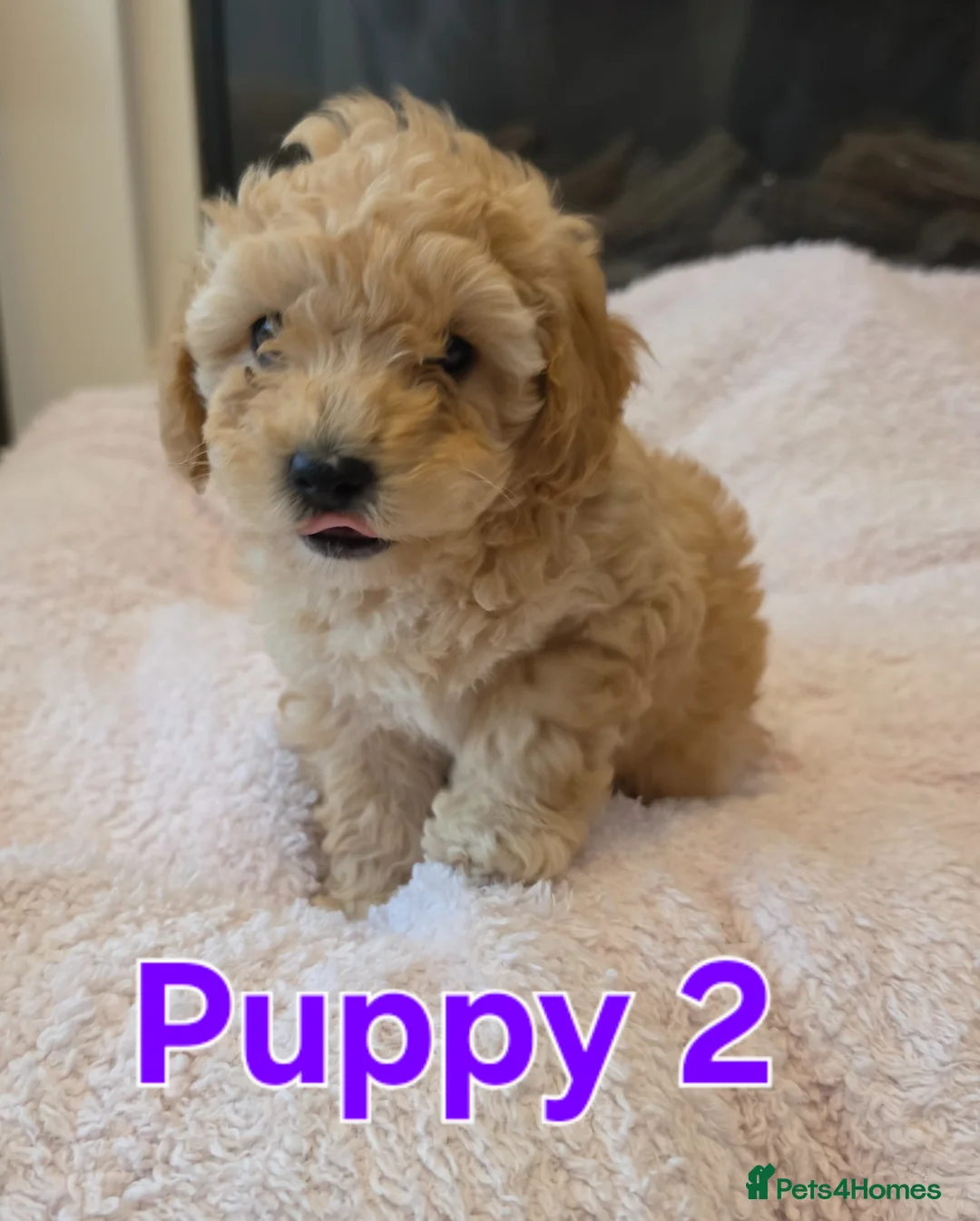 Maltipoo dogs for sale: 🐶2 absolutely beautiful maltipoo pups for sale🐶  in Blackpool - Advert 2