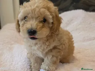 Maltipoo dogs 🐶2 absolutely beautiful maltipoo pups for sale🐶 - Advert 4
